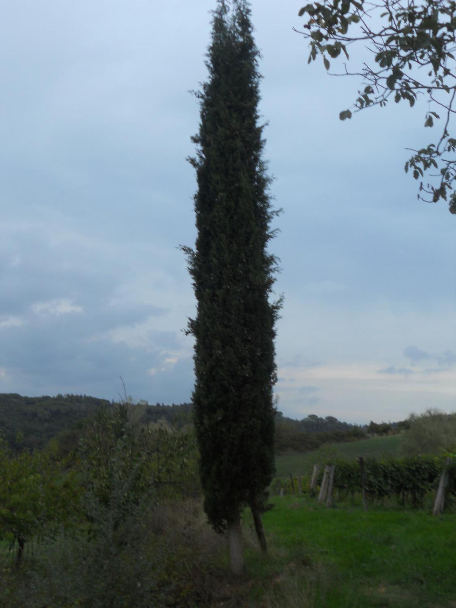 Tenuta Il Tresto ปอจจิบองซี ภายนอก รูปภาพ